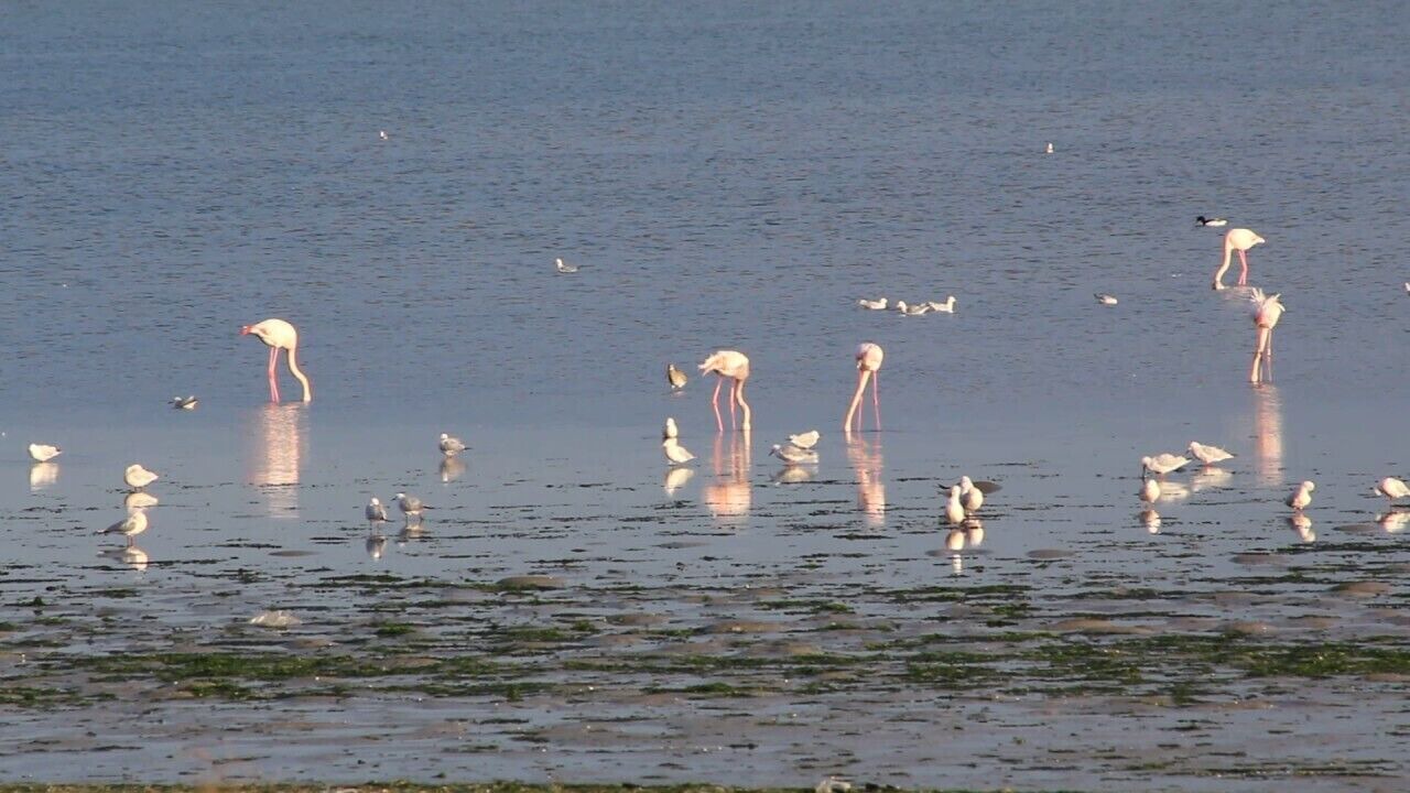 Photo of Others in Sakiet Eddaier