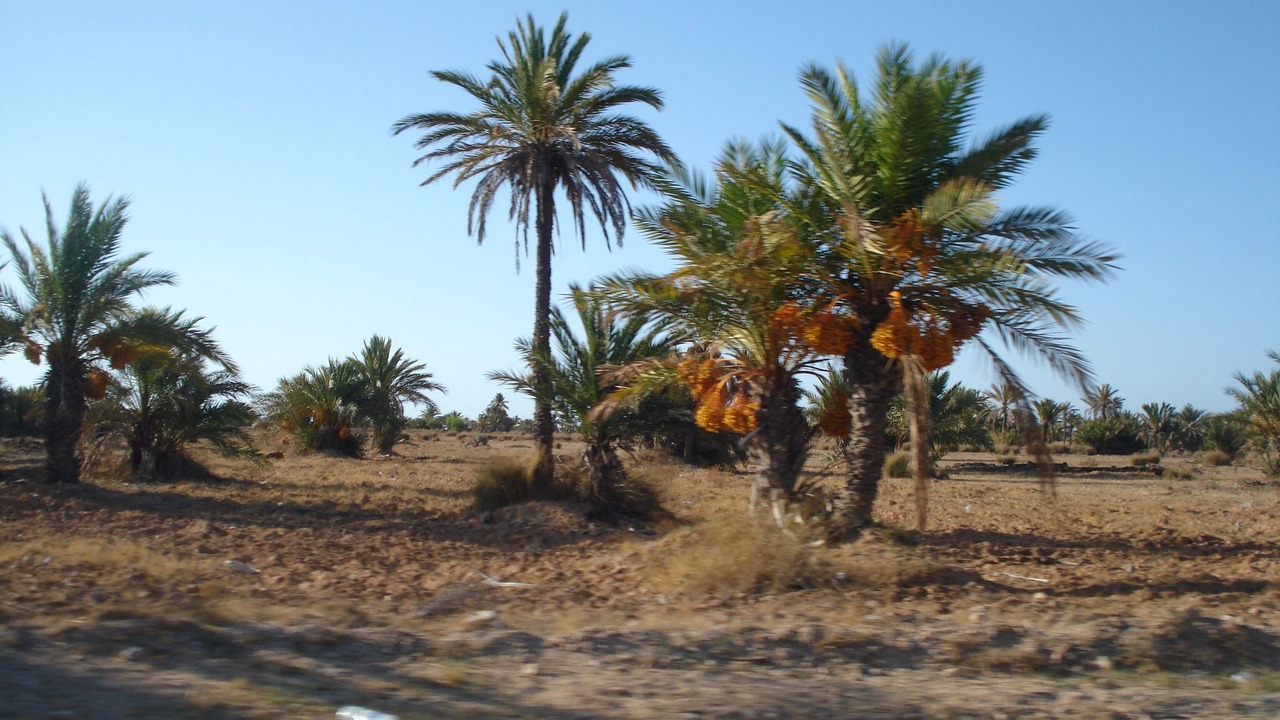 Photo of Outdoor in Sakiet Eddaier