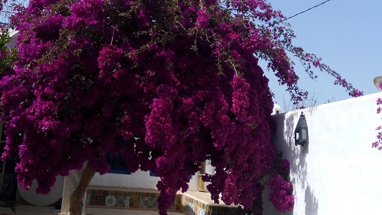 Photo of Outdoor in Hammamet