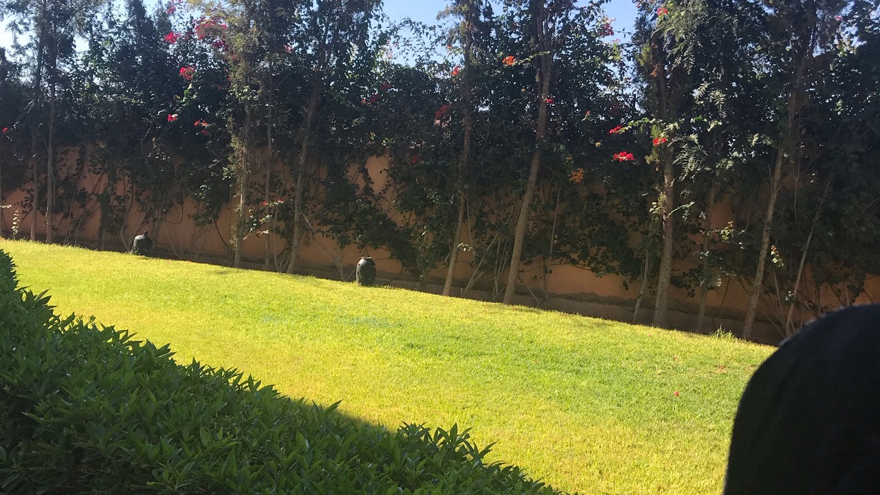 Photo of Outdoor in Palmeraie
