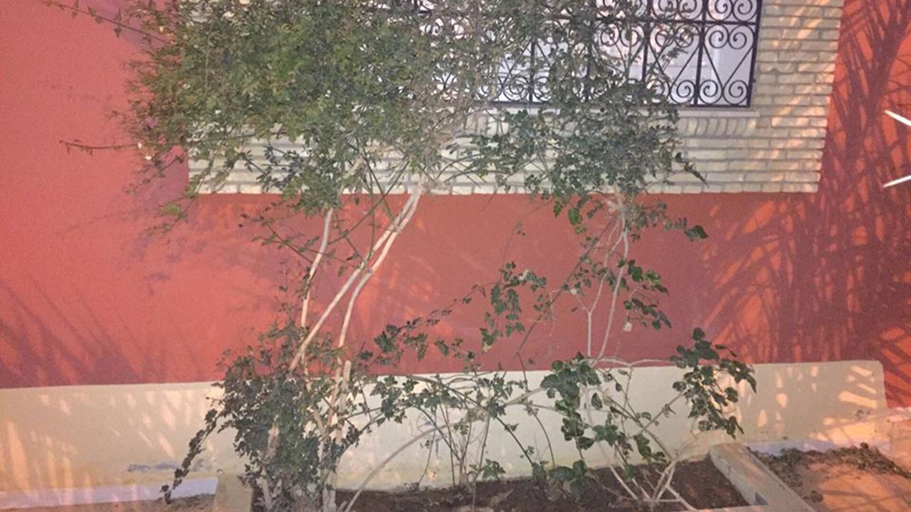 Photo of Outdoor in Tozeur