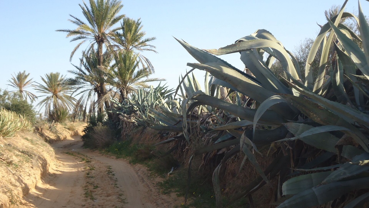 Photo of Others in Playa Sidi Mehrez