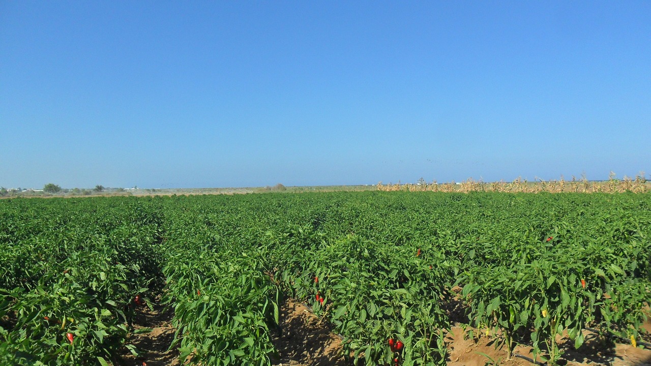 Photo of Outdoor in Tazerka