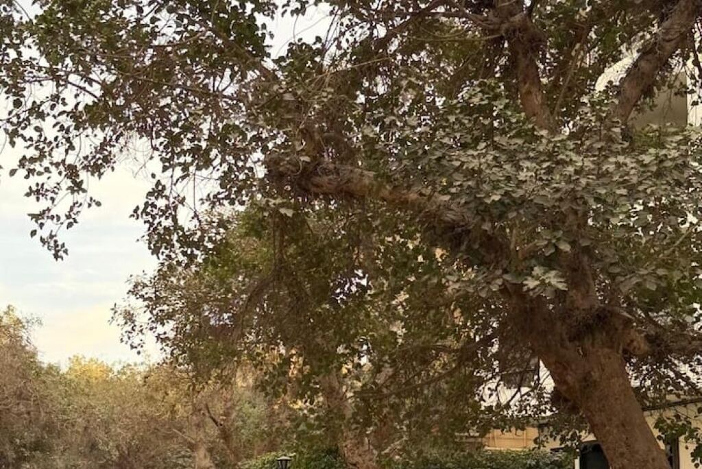 Photo of Others in Zawiyya Al-Hamra
