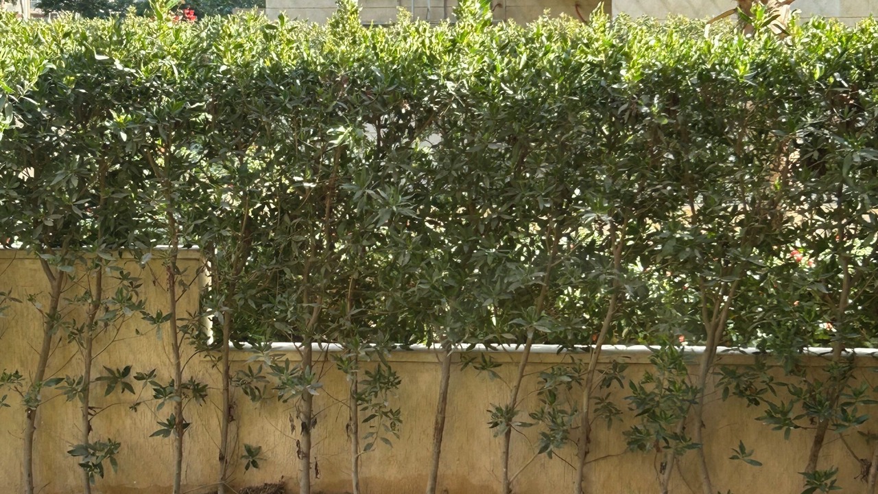 Photo of Outdoor in As-Sayidah Zaynab