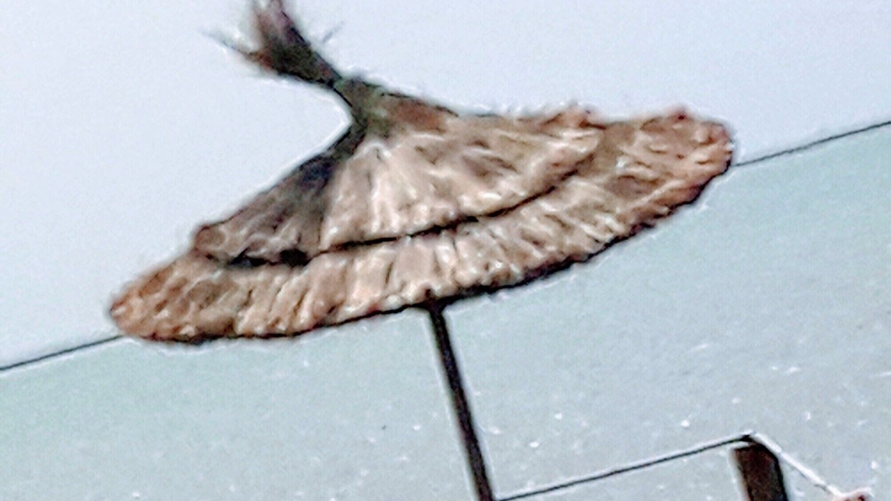Photo of Others in Remla