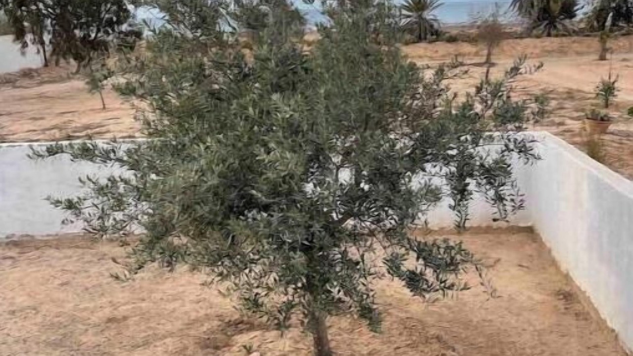 Photo of Outdoor in Midoun