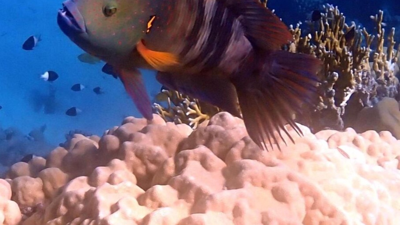 Photo of Others in Sharm El Sheikh