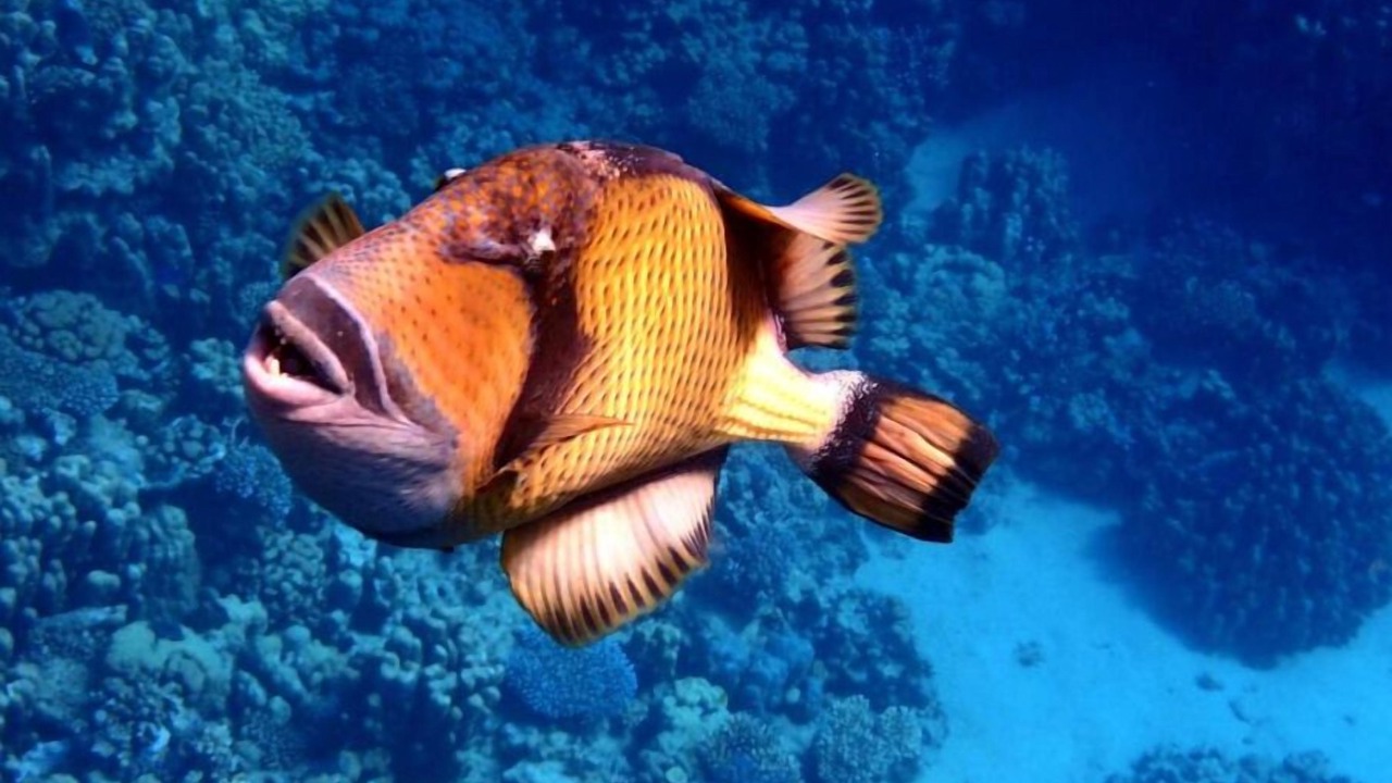Photo of Others in Sharm El Sheikh