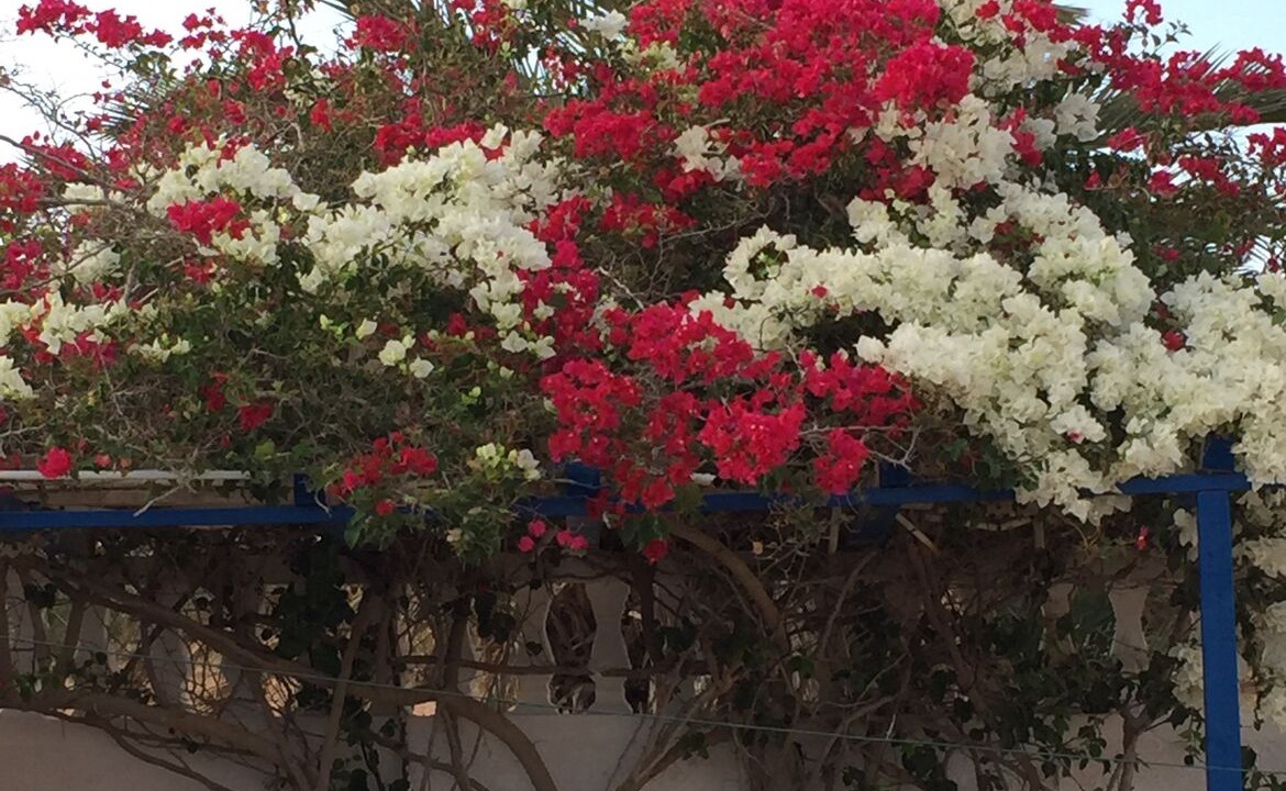 Photo of Outdoor in Erriadh