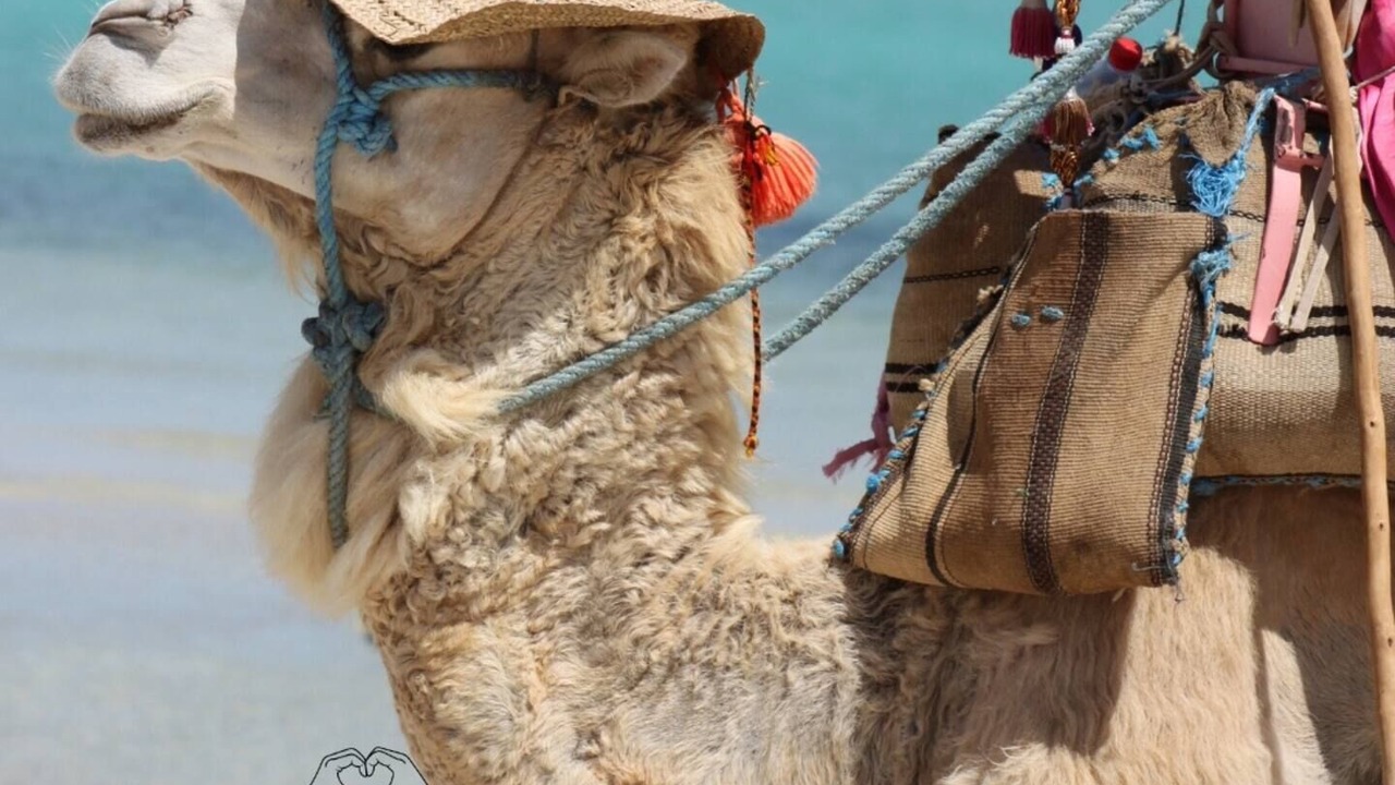 Photo of Others in Aghir