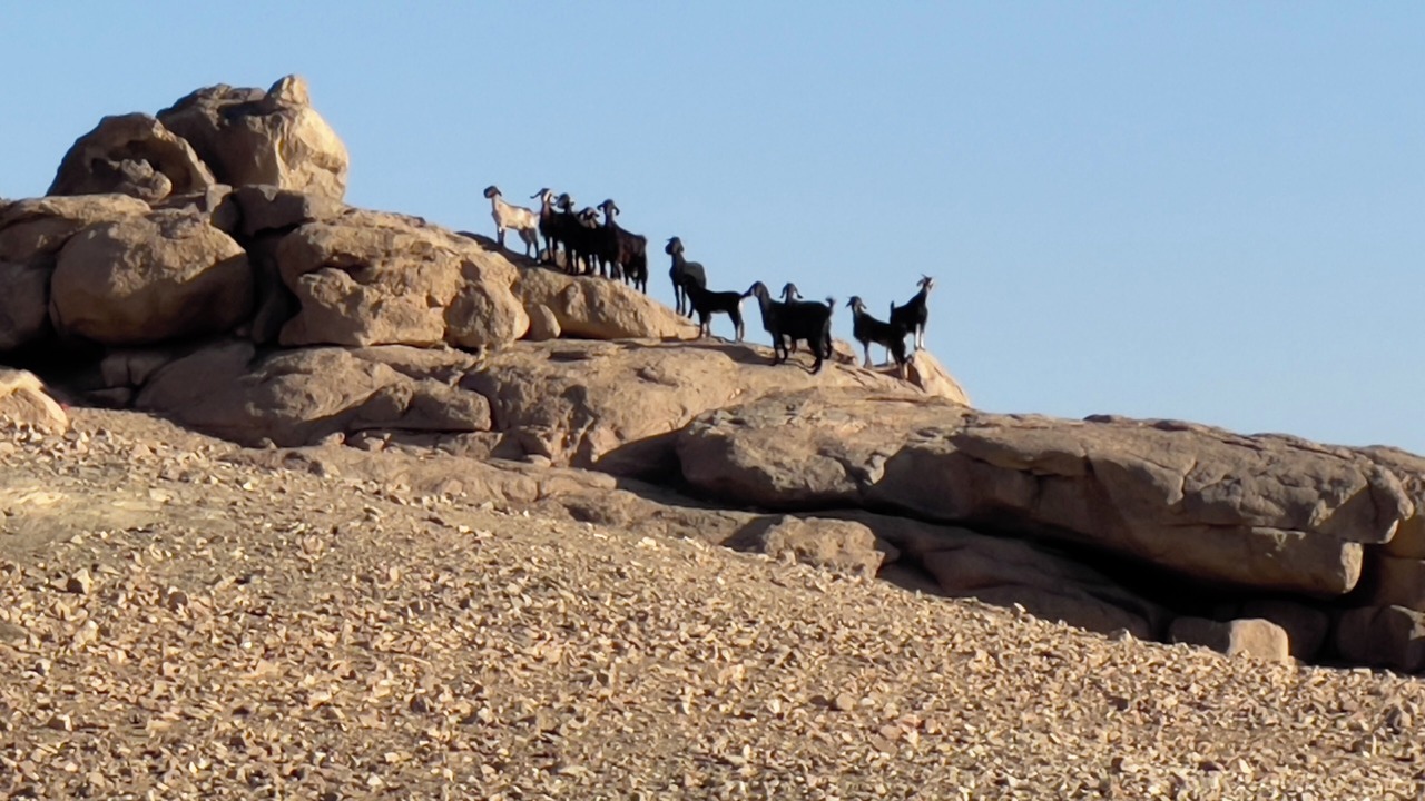 Photo of Others in Aswan
