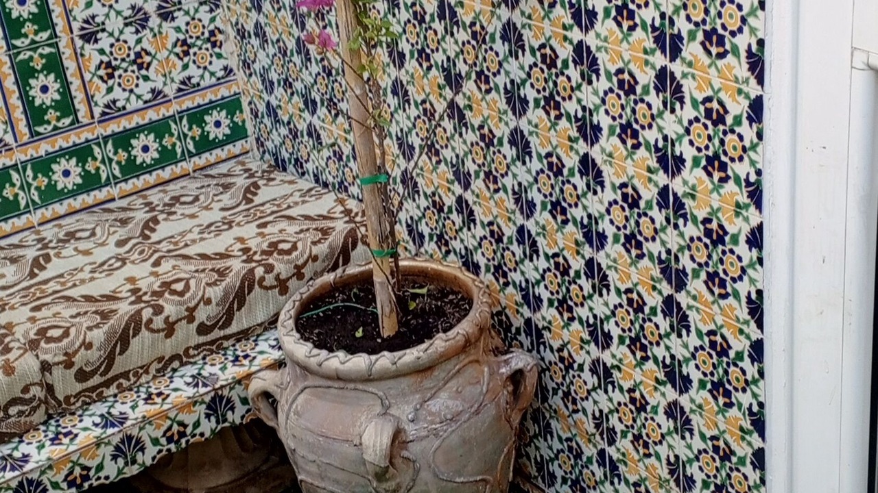 Photo of Outdoor in El Hafsia