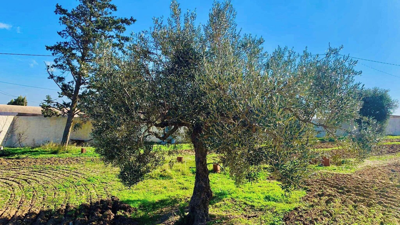 Photo of Others in Ez-Zeriba