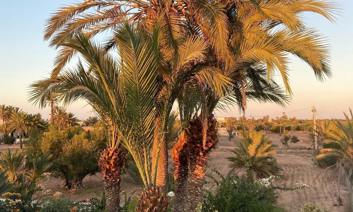Photo of Outdoor in Guellala