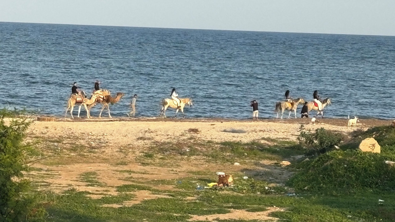 Photo of Others in Tantana