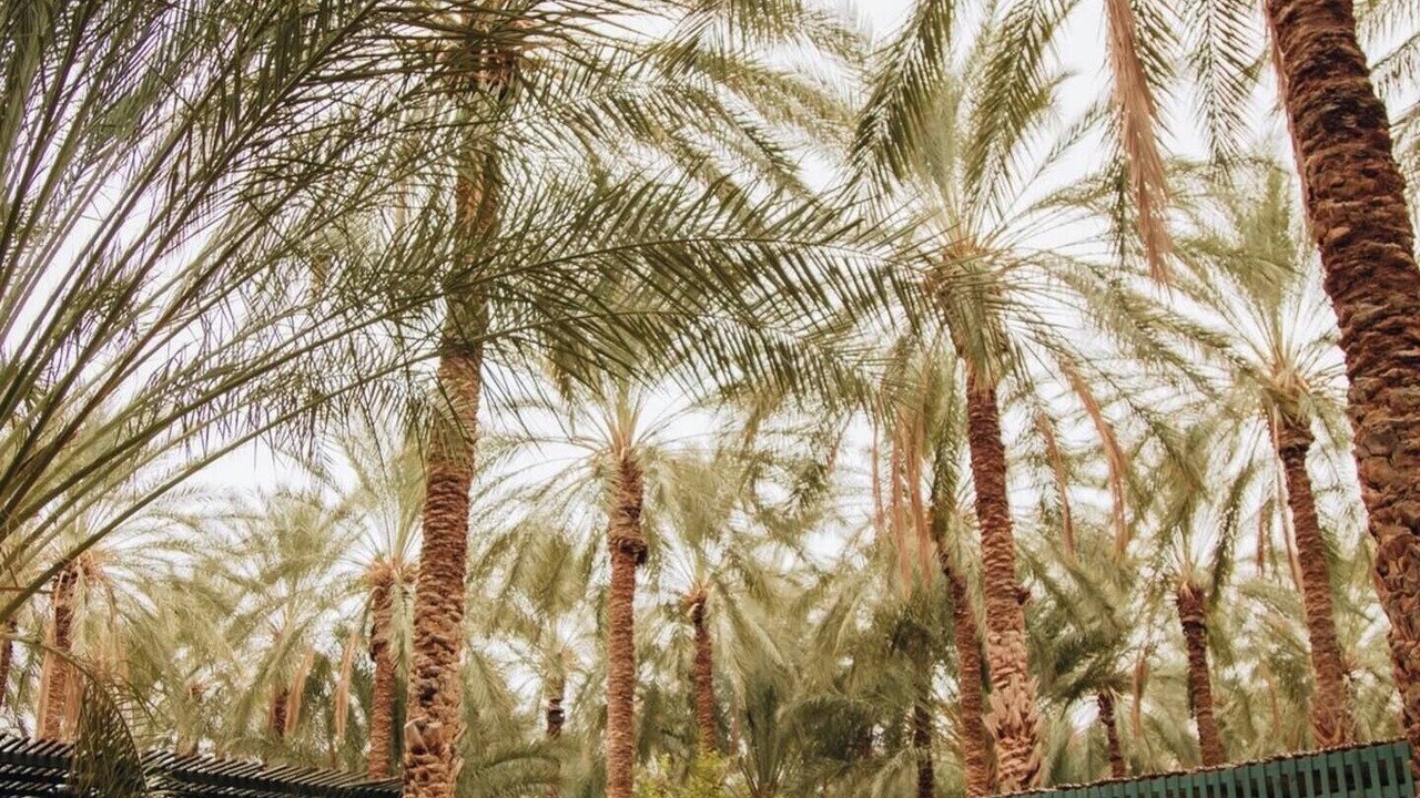 Photo of Outdoor in Tozeur