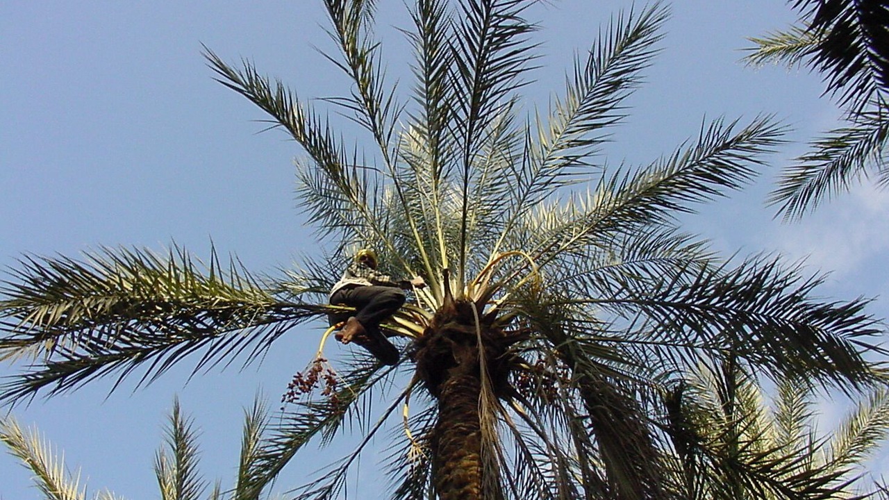 Photo of Others in Erriadh