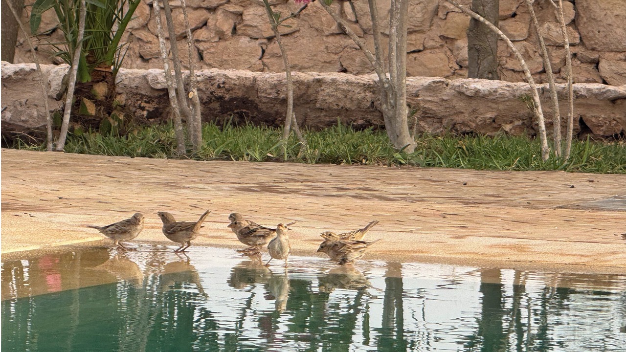 Photo of Others in Medina