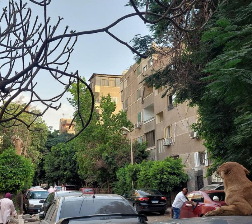 Photo of Others in Maadi