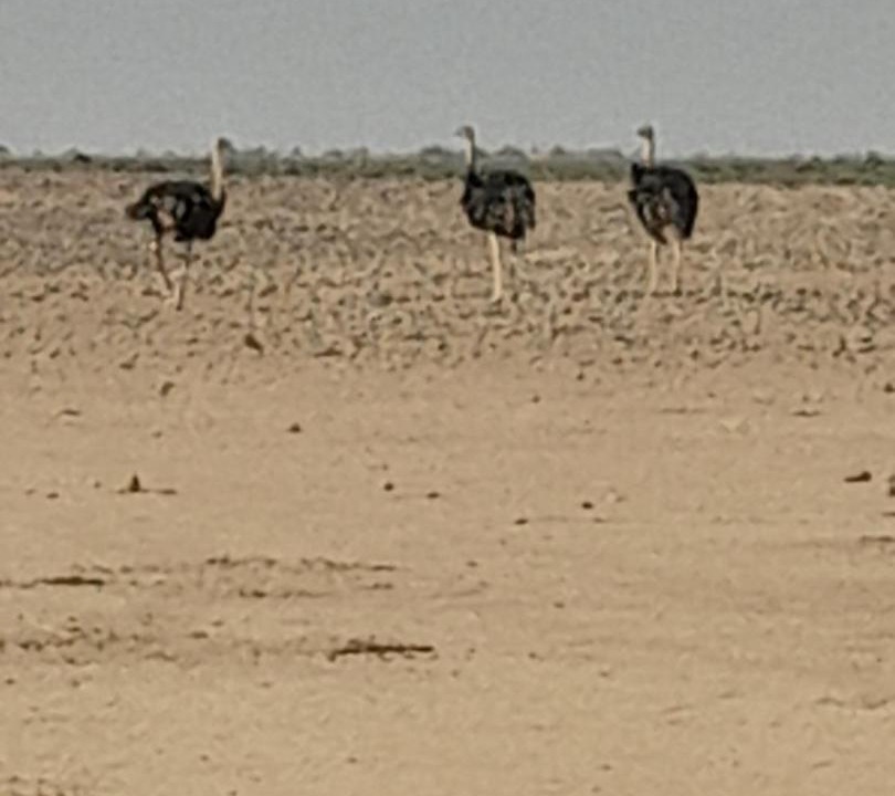 Photo of Others in Hassilabied