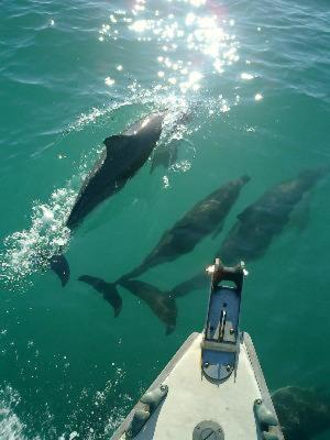 Photo of Others in Al Hoceima