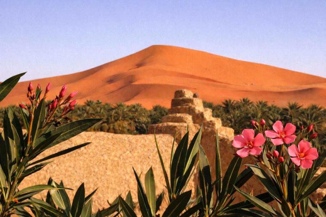 Photo of Others in Hassilabied