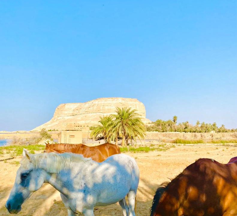 Photo of Others in Siwa