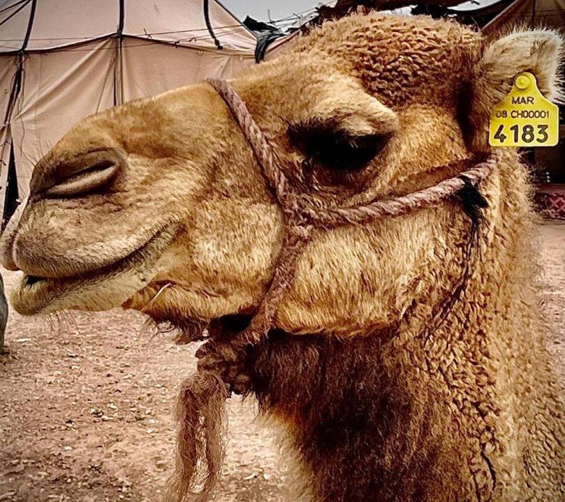 Photo of Others in Oulad Khallouf