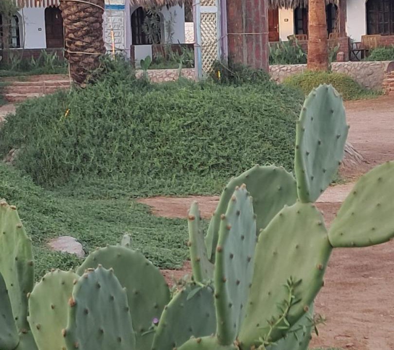 Photo of Others in Nuweiba