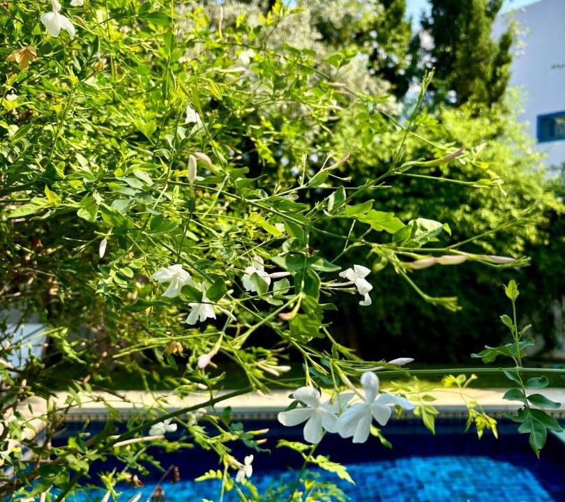 Photo of Others in Sidi Bou Said