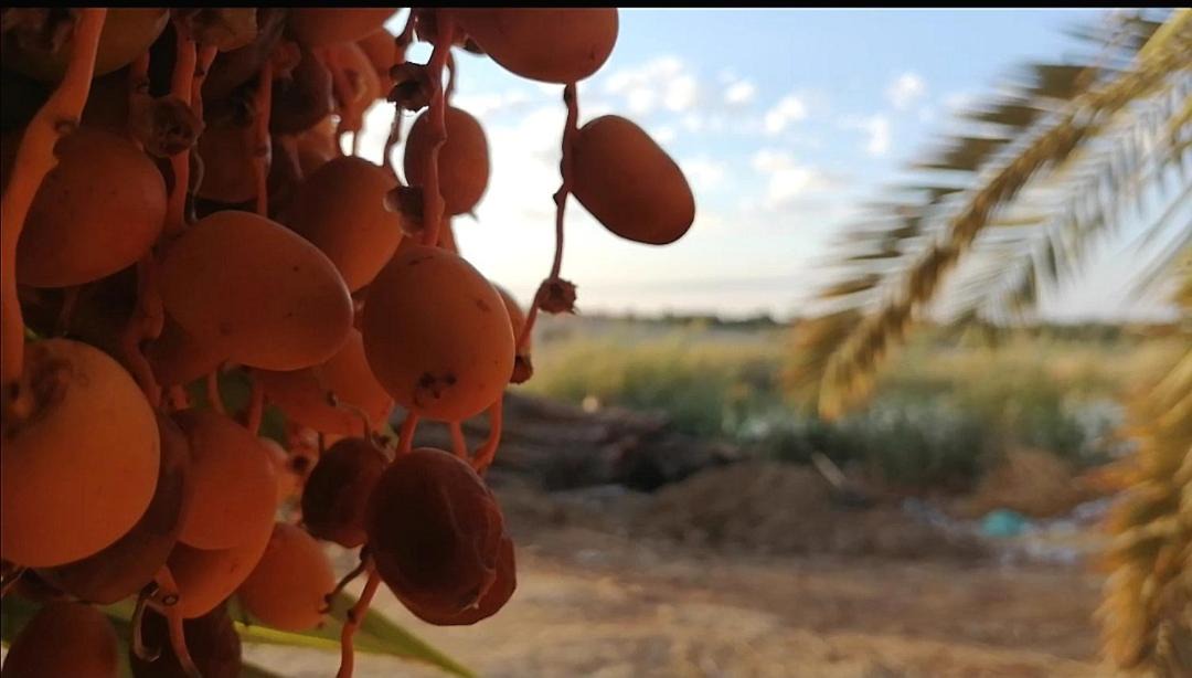 Photo of Others in Siwa