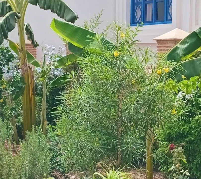 Photo of Others in Oualidia