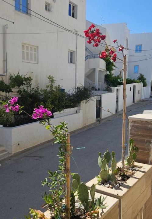 Photo of Others in Tunisia