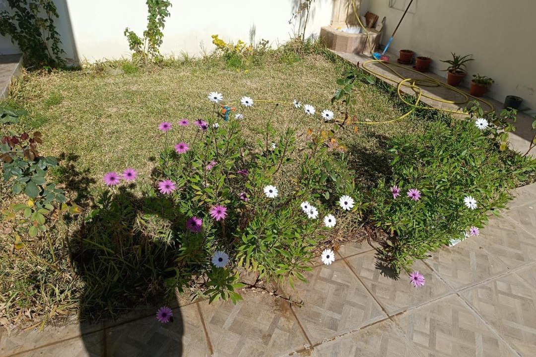 Photo of Others in Flamants roses