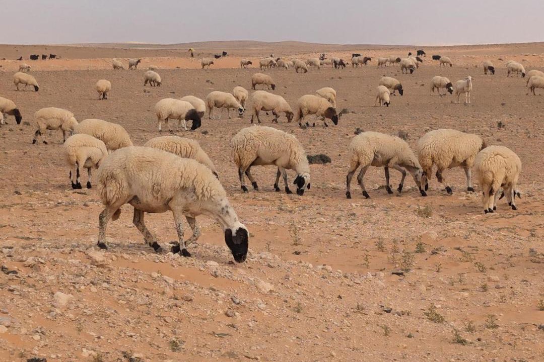 Photo of Others in Douz