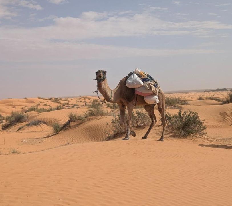 Photo of Others in Douz