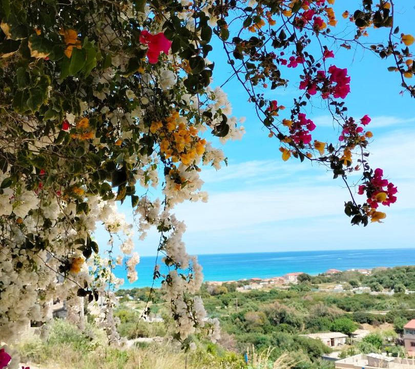 Photo of Others in Bejaia