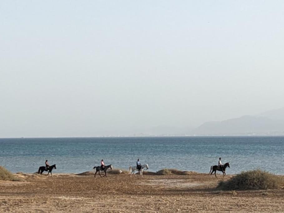 Photo of Others in Soma Bay