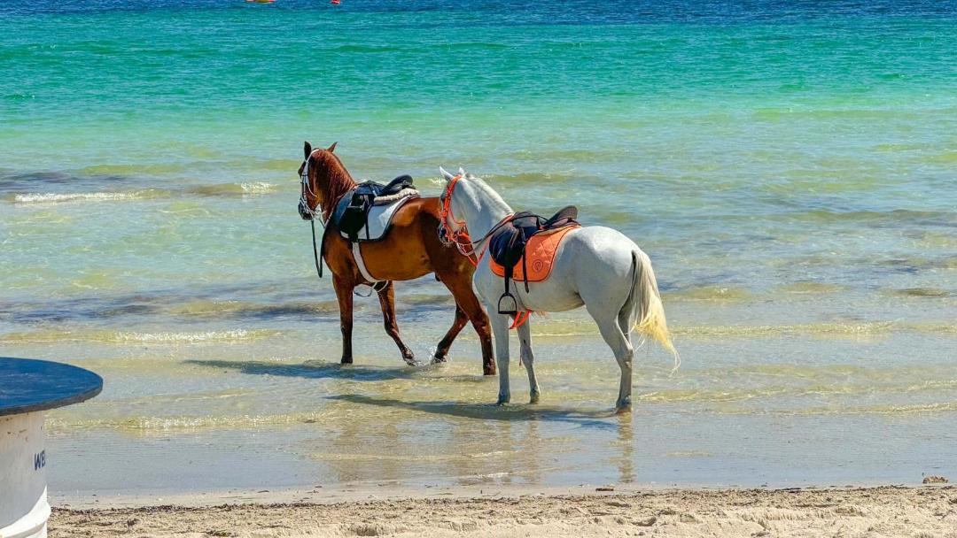 Photo of Others in Playa Sidi Mehrez