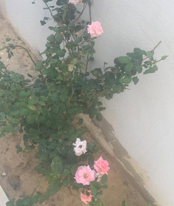 Photo of Others in Hammamet