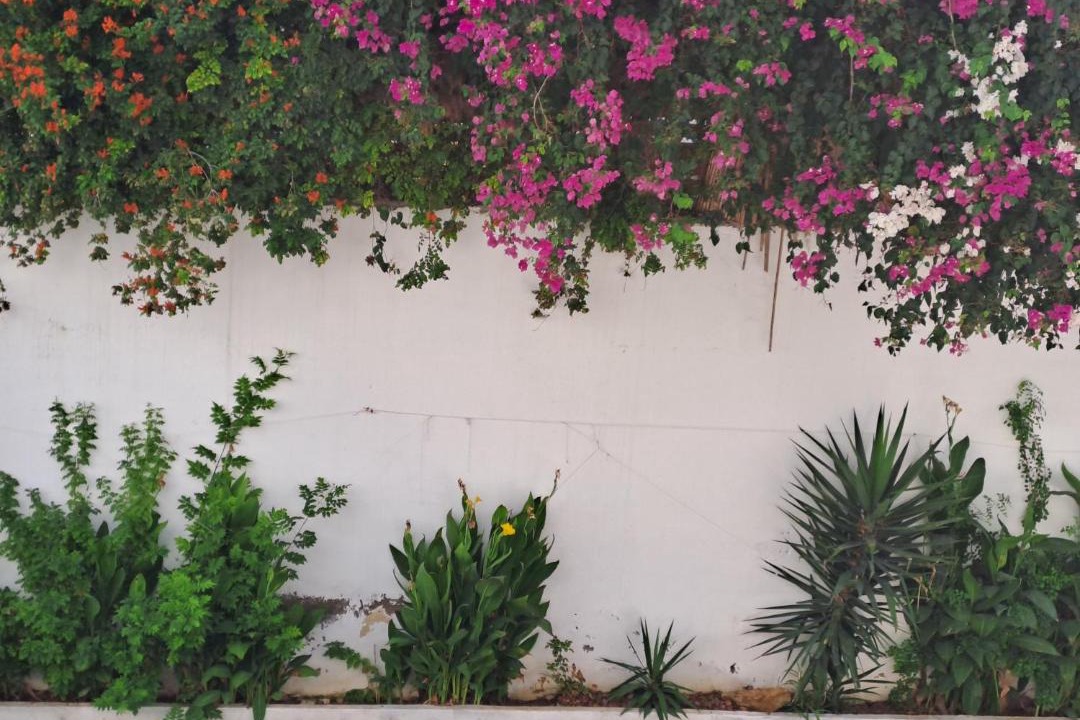 Photo of Others in La Marsa