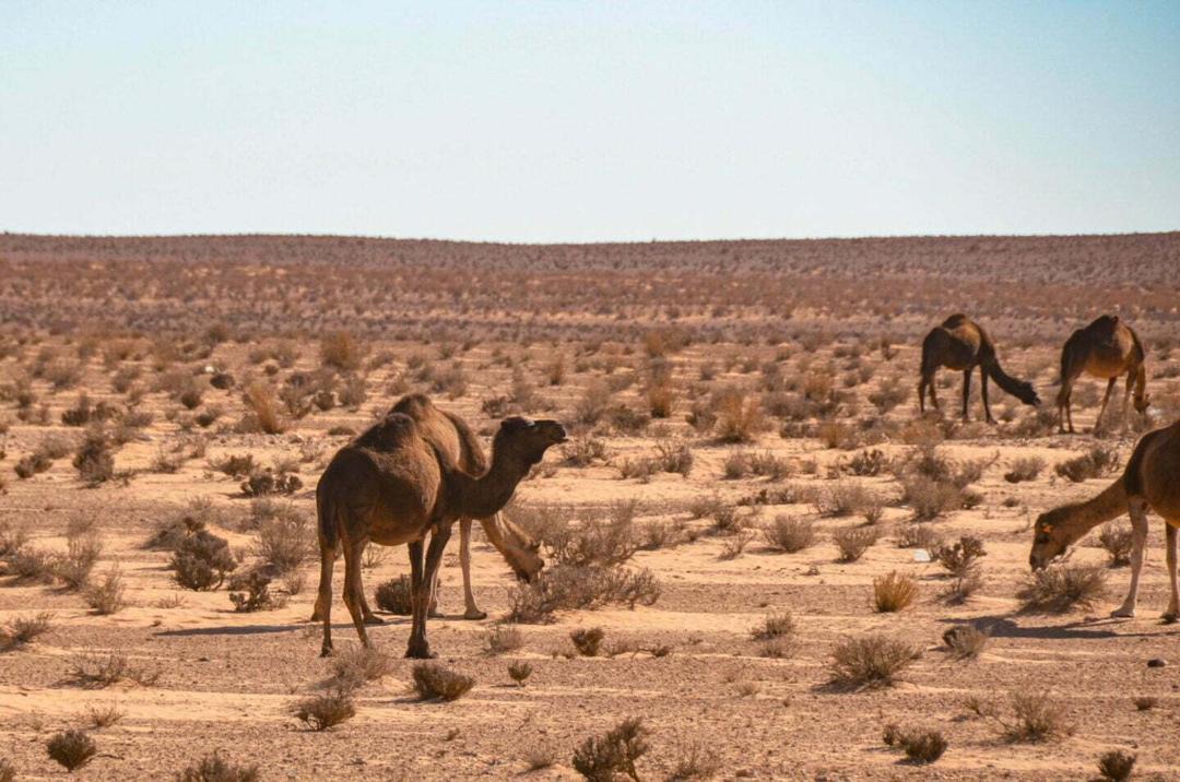 Photo of Others in Ben Guerdane
