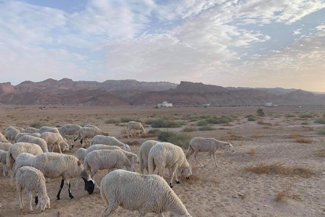 Photo of Others in Shabikah