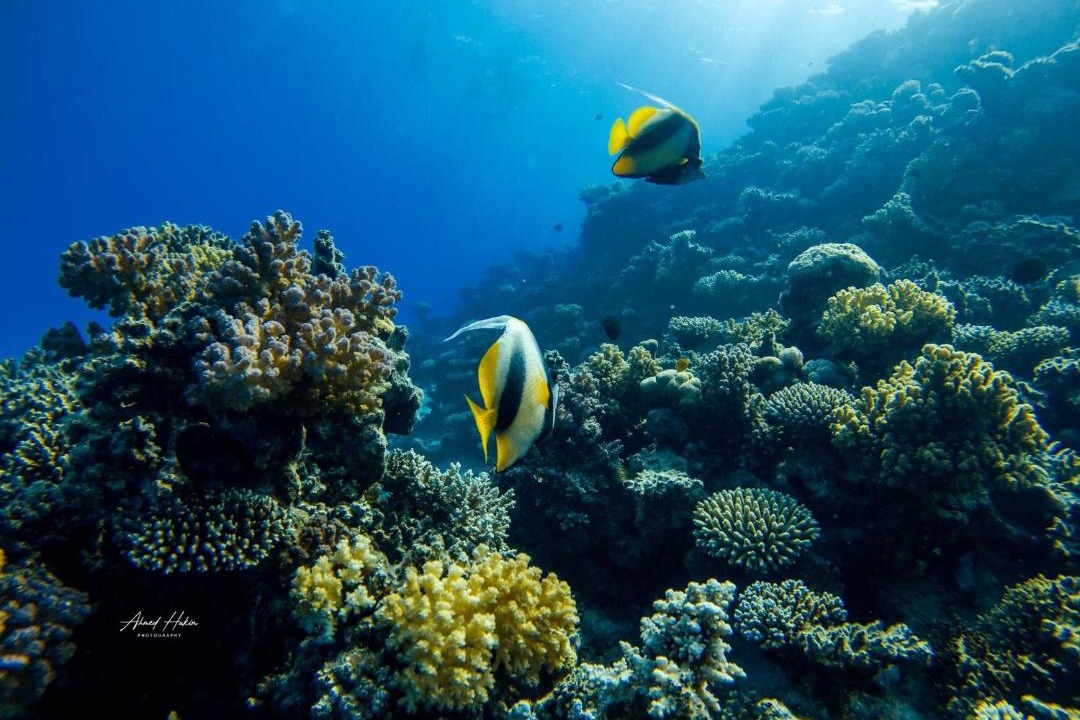 Photo of Others in St. Catherine