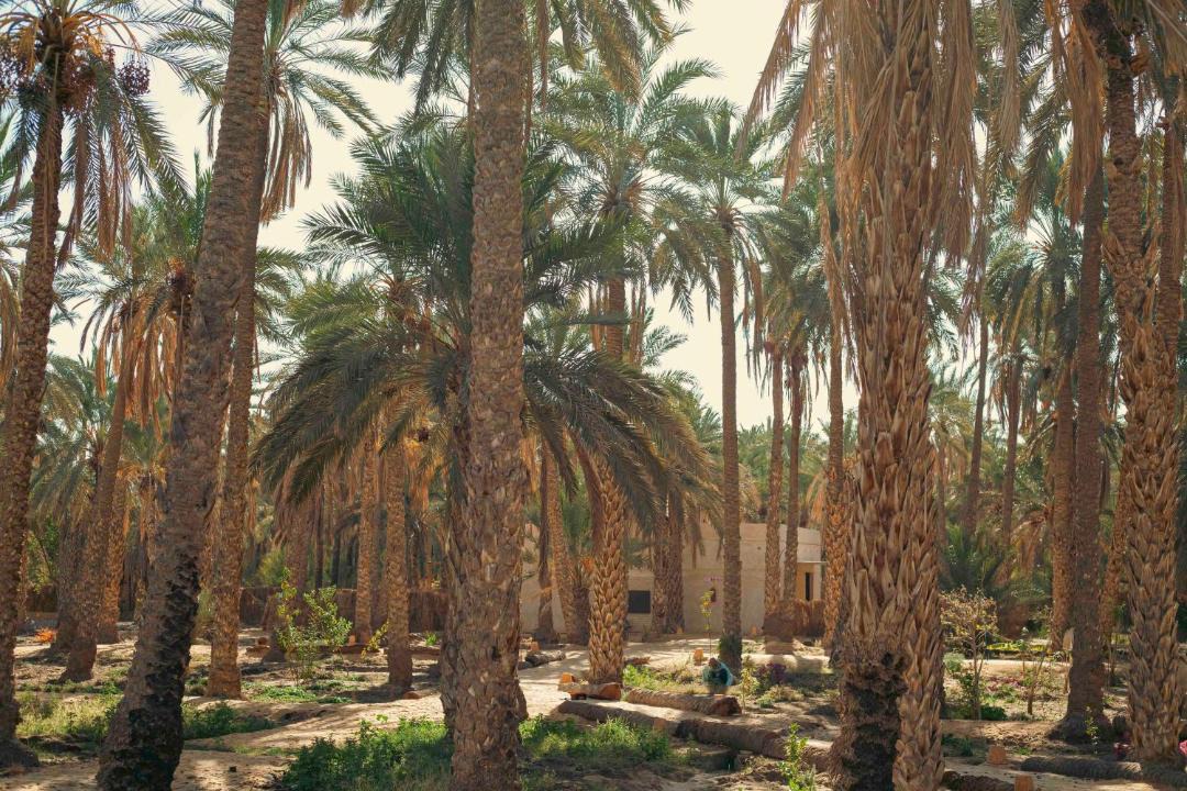 Photo of Others in Tozeur