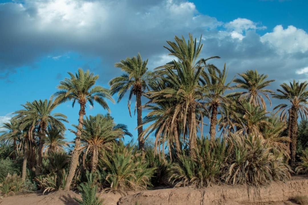 Photo of Others in Skoura