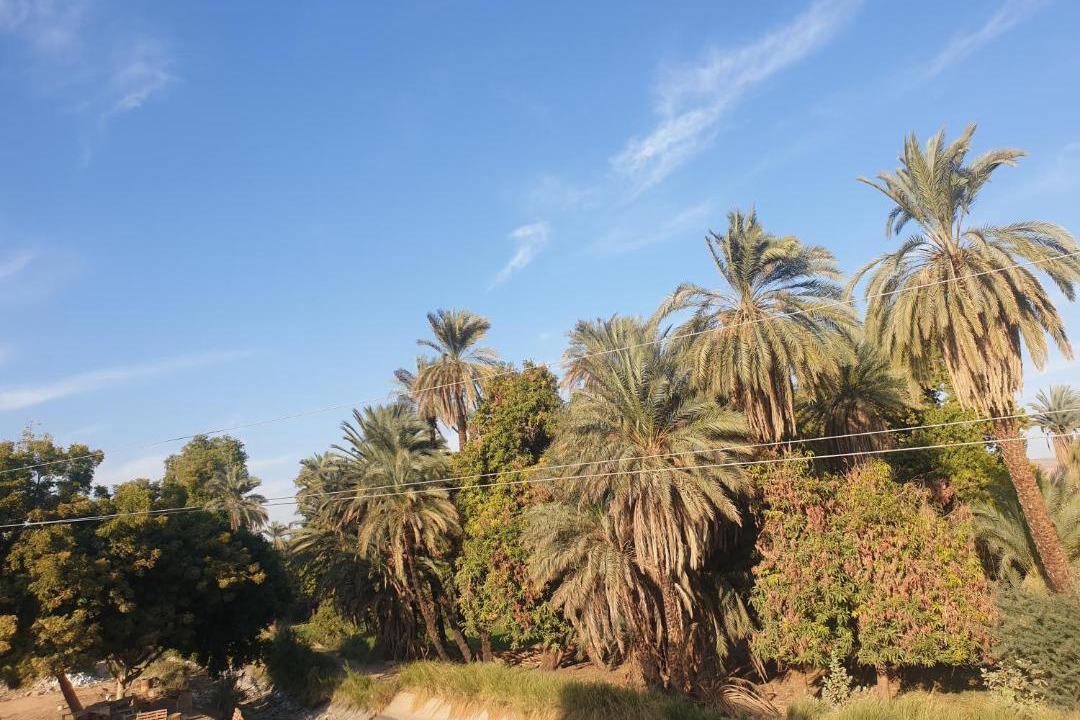 Photo of Others in Aswan