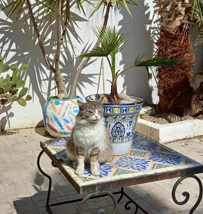 Photo of Patio Balcony in La Marsa