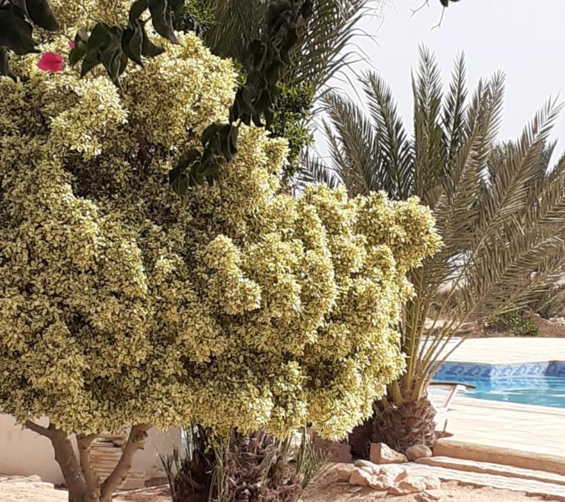 Photo of Outdoor in Houmt Souk